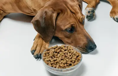 meu cachorro não quer comer