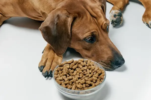 meu cachorro não quer comer