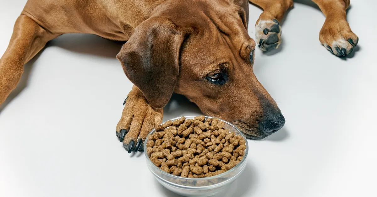 meu cachorro não quer comer