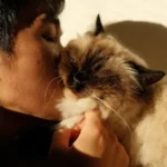 Gatos domésticos: descubra a origem dos bichanos Nomes de gato masculino: Descubra os mais originais e divertidos!