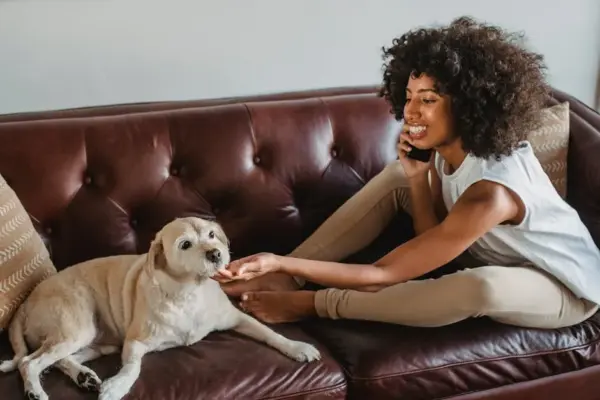 Side view of young cheerful African American female conversing on cellphone while caressing dog on leather couch at home