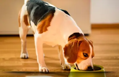 petisco para cachorros