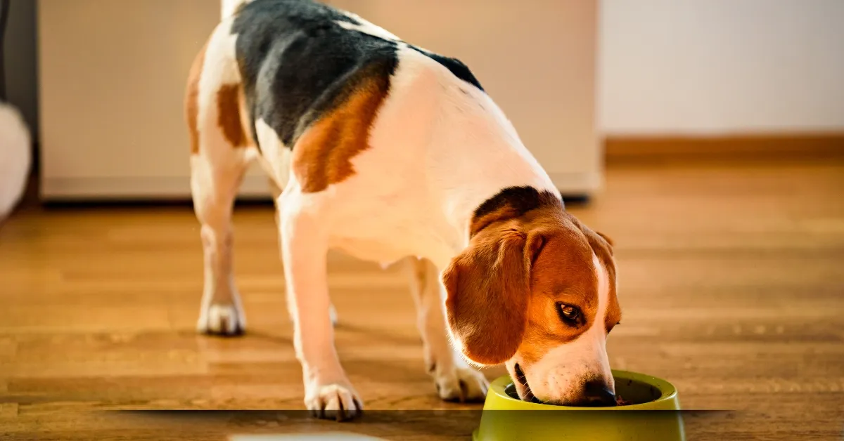 petisco para cachorros