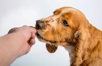 Close-up of a Cocker Spaniel being gently fed by hand, showcasing the dog's attentive expression.