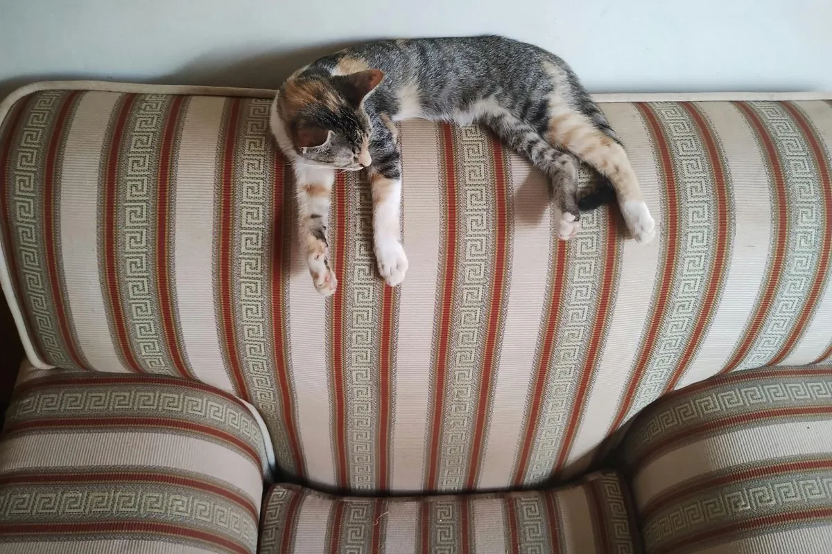 xixi de gato no sofa