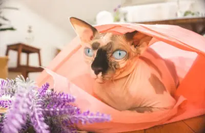 Charming close-up of a Sphynx cat with blue eyes wrapped in pink fabric indoors.