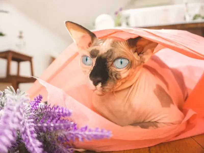 Lavanda é tóxico para gatos? Descubra a verdade agora!
