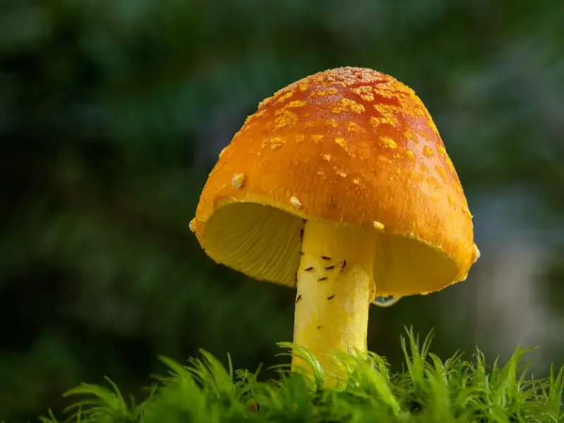 Plantas Tóxicas para gato: descubra os perigos escondidos!