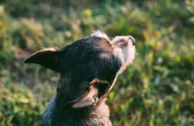 A dog sits on sunlit grass, focusing intently on something beyond view.