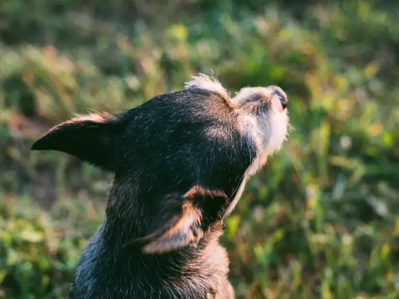Visão dos cachorros: Como eles enxergam o mundo?