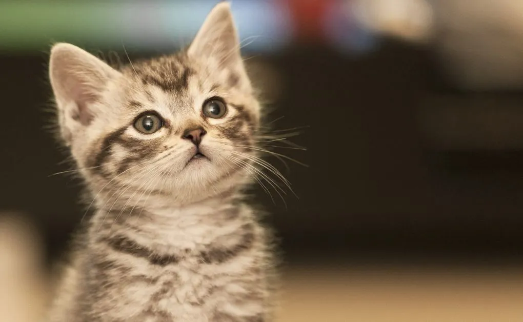 A história dos gatos e A evolução dos felinos A história dos gatos e A evolução dos felinos