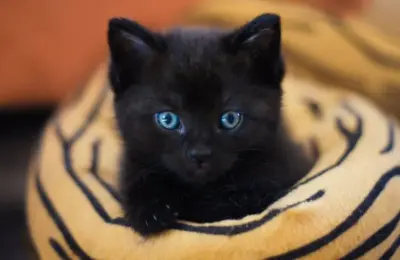Adotar gato filhote