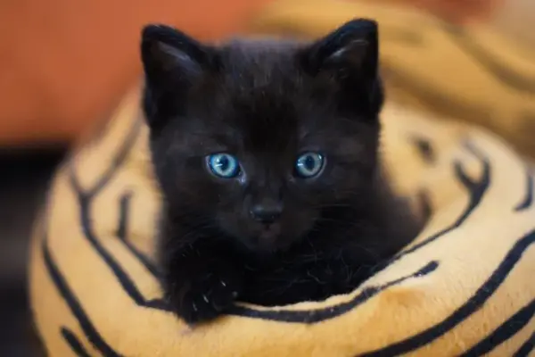 Adotar gato filhote