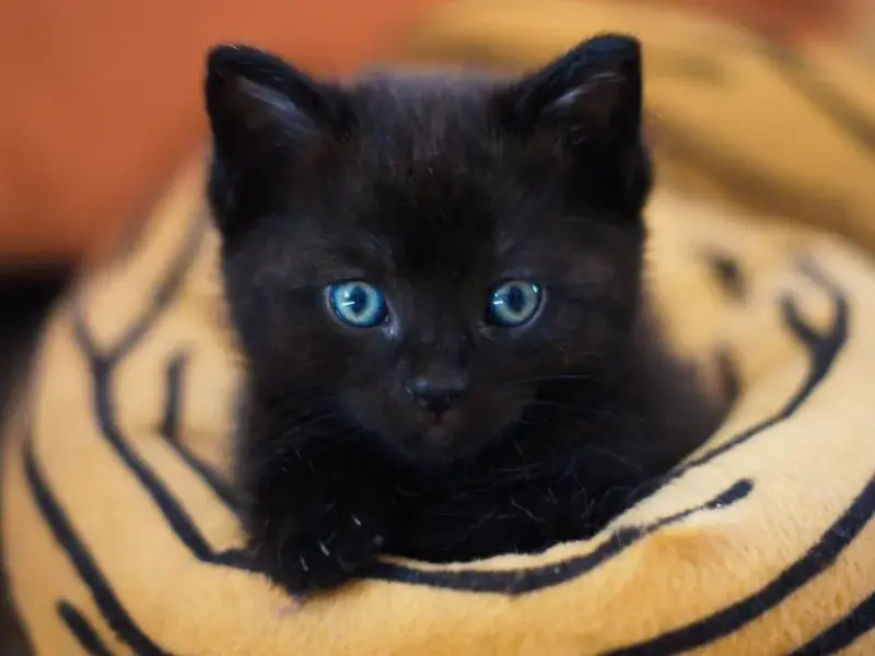 Adotar gato filhote: 10 razões para trazer alegria para sua casa