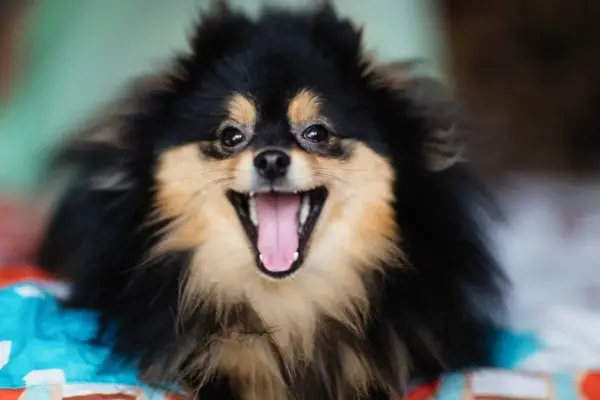 Cachorros de Verdade Como Eles Podem Transformar Sua Vida