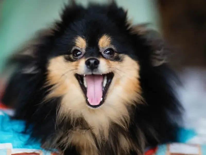 Descubra Como Cachorros de Verdade Podem Fazer a Diferença