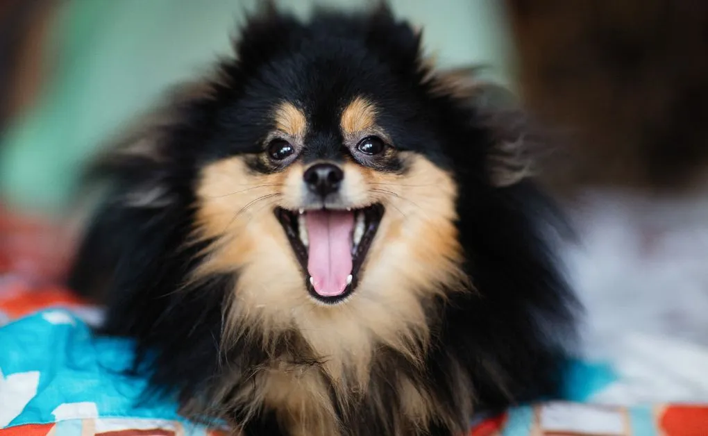 Cachorros de Verdade Como Eles Podem Transformar Sua Vida