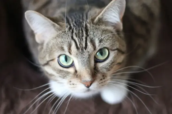 Gato não come