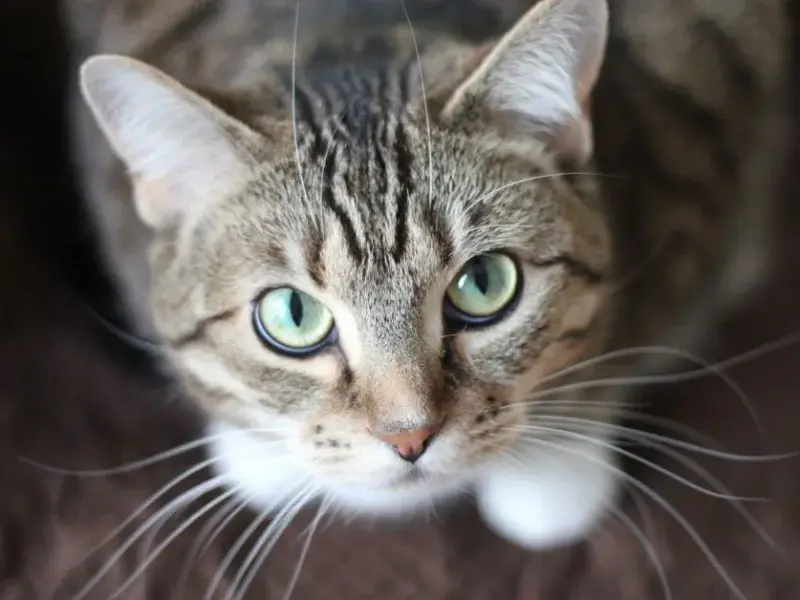 Gato não come? Descubra os motivos e como ajudar seu felino