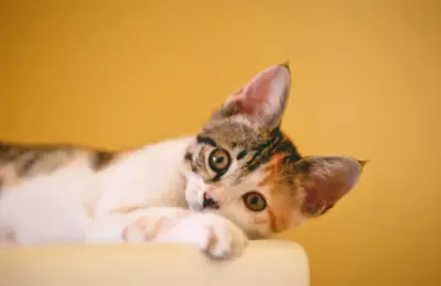 filhote de gatos