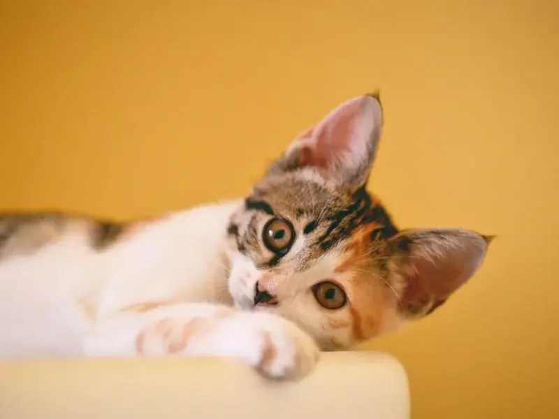 Filhote de gatos: Descubra os segredos para cuidar bem!