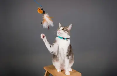 gatinhos em casa