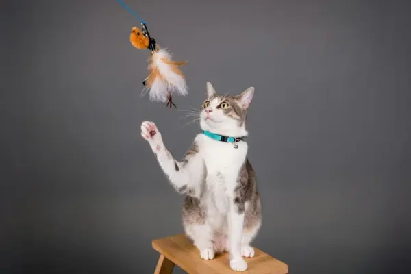 gatinhos em casa