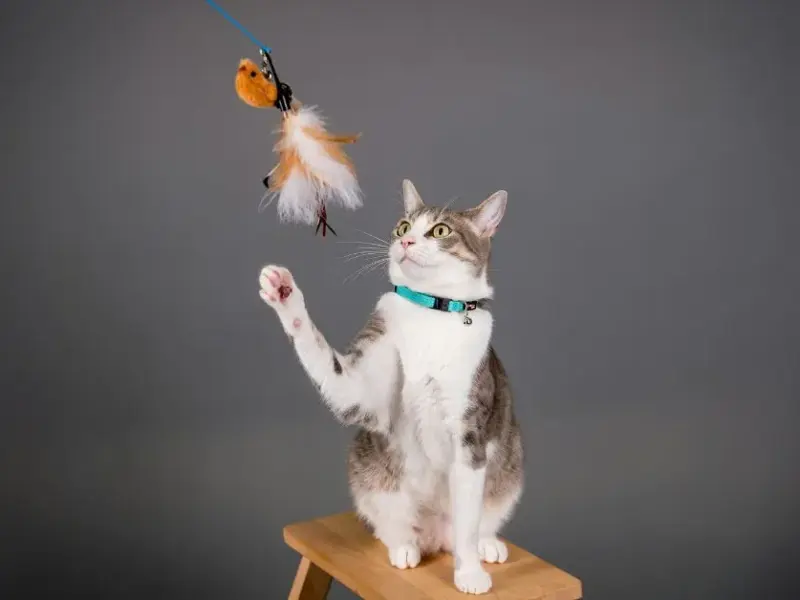 A importância dos gatinhos em casa e na vida das pessoas