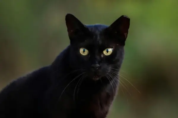 gato preto