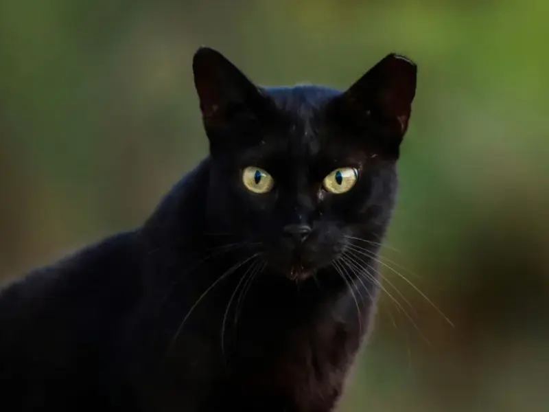 A História Fascinante do Gato Preto na Cultura Popular