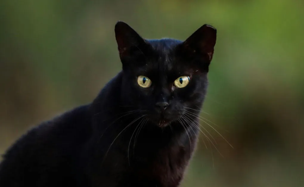 gato preto