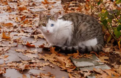 A heterochromatic cat sits on a path surrounded by autumn leaves.