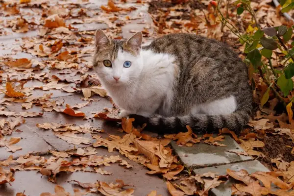 A heterochromatic cat sits on a path surrounded by autumn leaves.