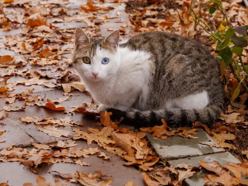 Gato Vira Latas: Descubra os Segredos Dessa Raça Única!