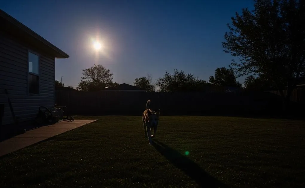 Visão noturna de um cachorro