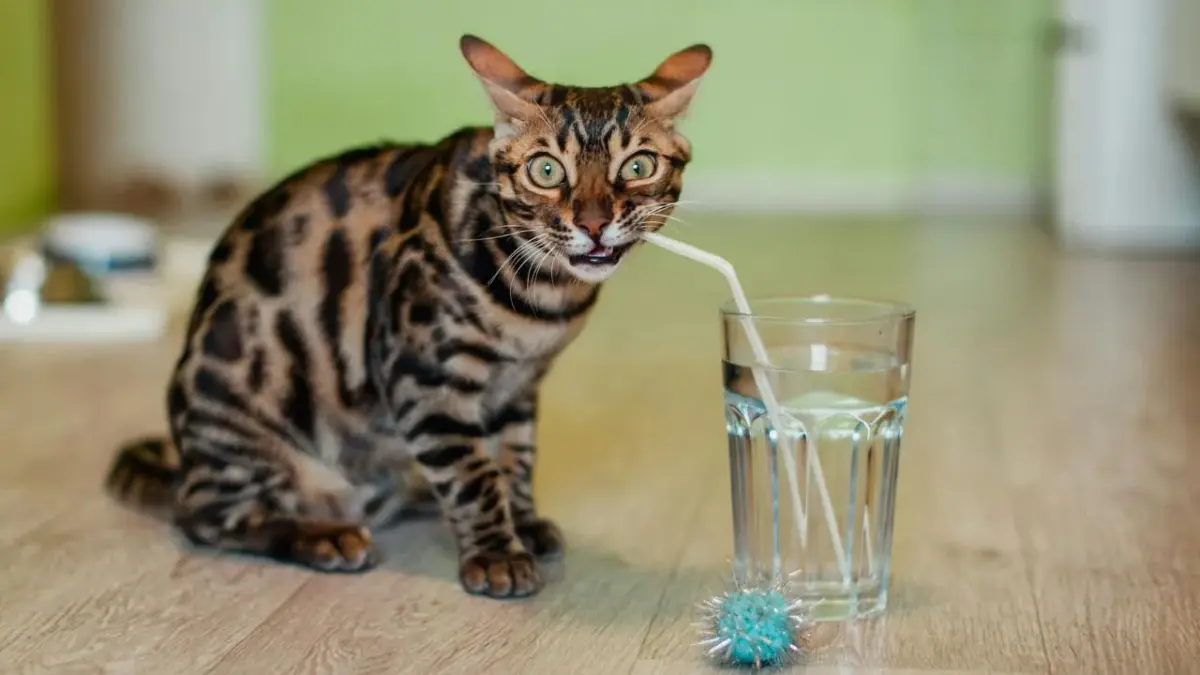 Gato e seu comportamento: Desvendando os mistérios dos felinos gato