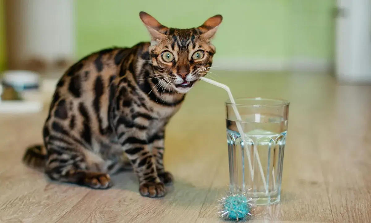 gato