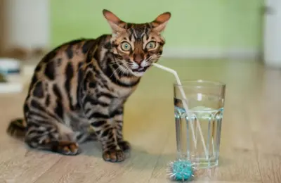 gato