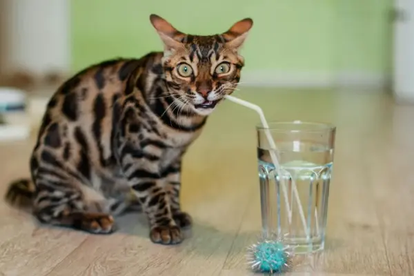 gato