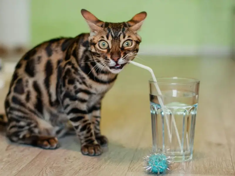 Gato e seu comportamento: Desvendando os mistérios dos felinos
