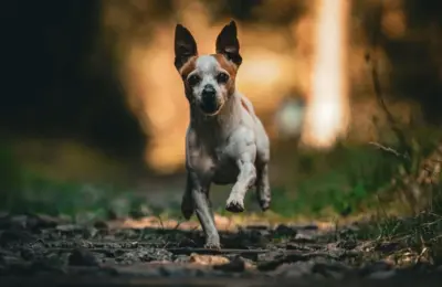 Como integrar cachorro e filhote