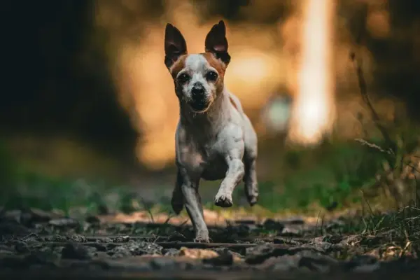 Como integrar cachorro e filhote