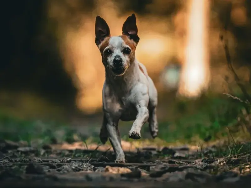 Como integrar cachorro e filhote: guia para convivência