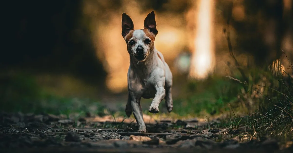 Como integrar cachorro e filhote