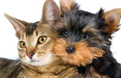 o que é o pet