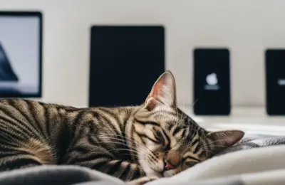 porque gato ronrona