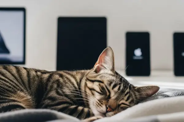 porque gato ronrona