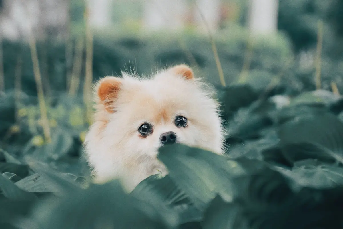 1 Pomerânia e seu charme | Pet Vida Animal 1 Pomerânia e seu charme