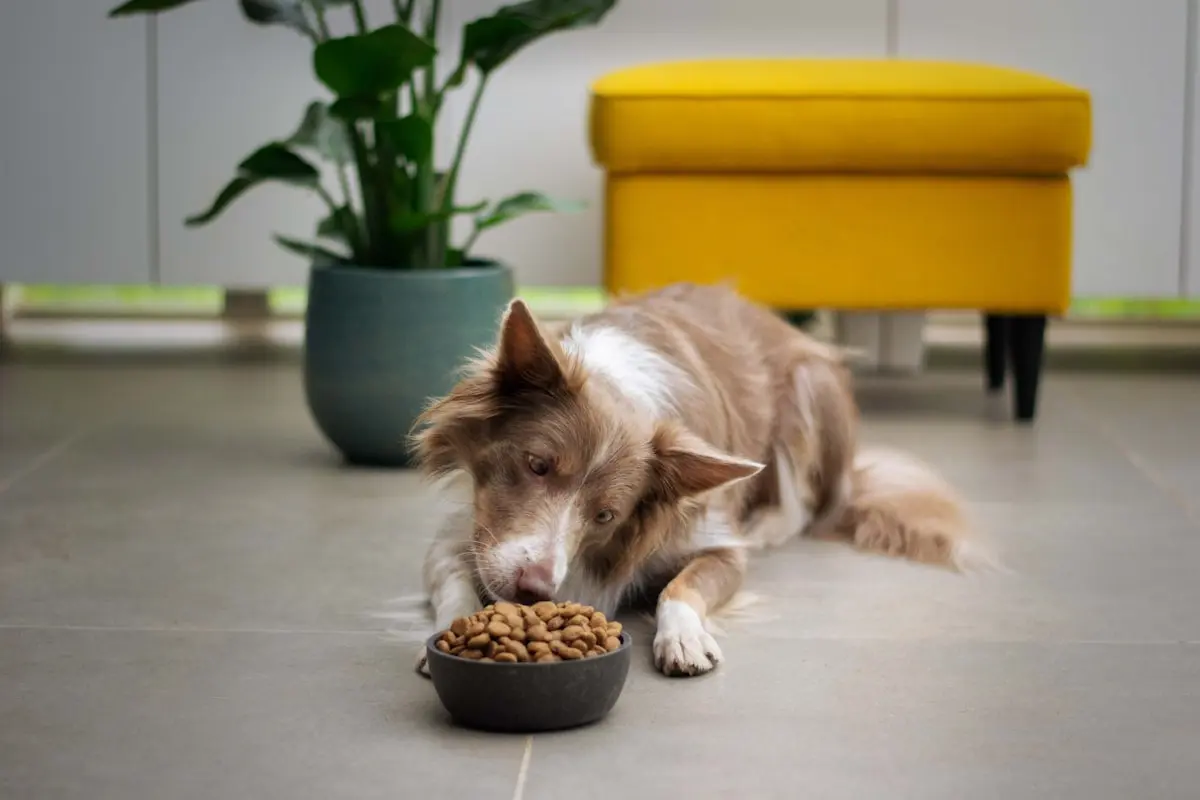 Benefícios dos petiscos naturais para cães 