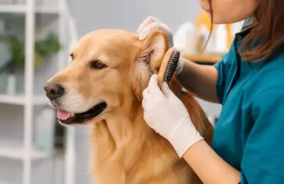 Escovação de orelhas de cães: 9 cuidados essenciais em 2026